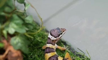 Renkli pençeli bir kertenkelenin evcil hayvan dükkanında ya da hayvanat bahçesinde cam teraryumun etrafında hareket ettiğini gösteren yakın çekim görüntüleri. Vahşi Montanus Leoparı Gecko.