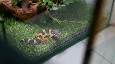 Renkli pençeli bir kertenkelenin evcil hayvan dükkanında ya da hayvanat bahçesinde cam teraryumun etrafında hareket ettiğini gösteren yakın çekim görüntüleri. Vahşi Montanus Leoparı Gecko.
