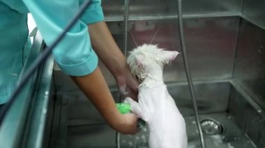 Evcil bir güzellik salonu sahibi özel bir evcil hayvan banyosunda beyaz bir kediyi yıkıyor. Yüzerken ıslak beyaz bir kediye yakın çekim
