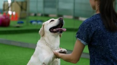 Profesyonel köpek bakıcısı labrador köpeği eğitiyor. Amirin köpeğe pençe atmayı öğretiyor. Evcil hayvan konsantre olmayı öğrenir.