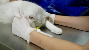 Veteriner, veteriner kliniğindeki ameliyat masasında ameliyat için hayvanı hazırlıyor. Bir cerrahın elinin ya da evcil hayvan doktorunun yakın çekimi. Pençesinde kateter olan bir kedi..