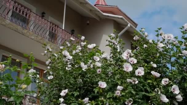 Close Vídeo Grande Ângulo Belo Arbusto Com Flores Brancas Contra — Vídeo de Stock