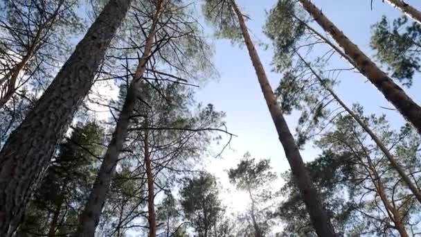 Rayon Soleil Brille Travers Les Arbres Dans Une Forêt Pins — Video