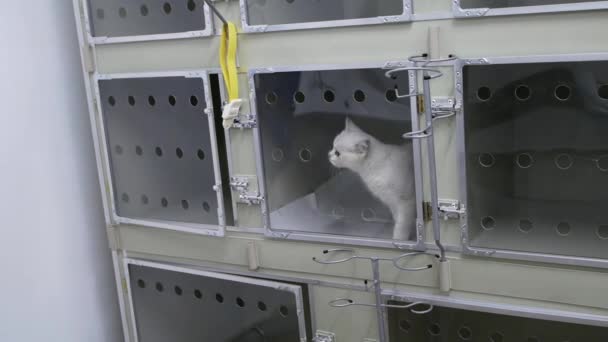Μια Άρρωστη Λευκή Γάτα Ένα Γυάλινο Κλουβί Ετοιμάζεται Για Εγχείρηση — Αρχείο Βίντεο