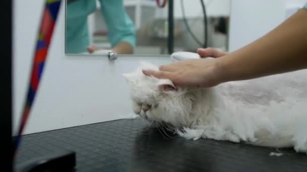 白い猫のヘアカットビデオをクローズアップ 猫のグルーマーの手 トリマー ペルシャのふわふわの猫の白いヘアカット ペットヘアカット 夏のための猫のヘアカット 動物美容室 — ストック動画