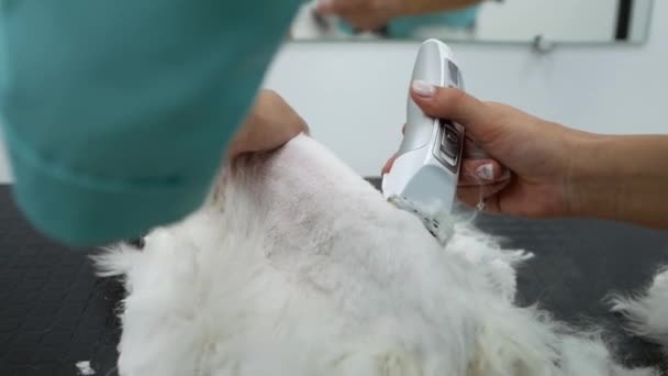 Witte Kat Kapsel Video Close Handen Van Een Kattenverzorger Trimmer — Stockvideo
