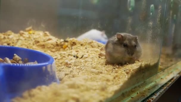 Tiro Perto Pequeno Roedor Uma Jaula Vidro Pequeno Hamster Come — Vídeo de Stock
