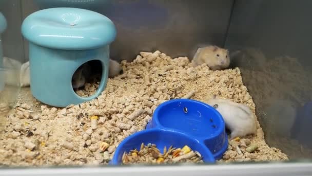 Tiro Close Muitos Pequenos Roedores Uma Jaula Vidro Pequenos Hamsters — Vídeo de Stock