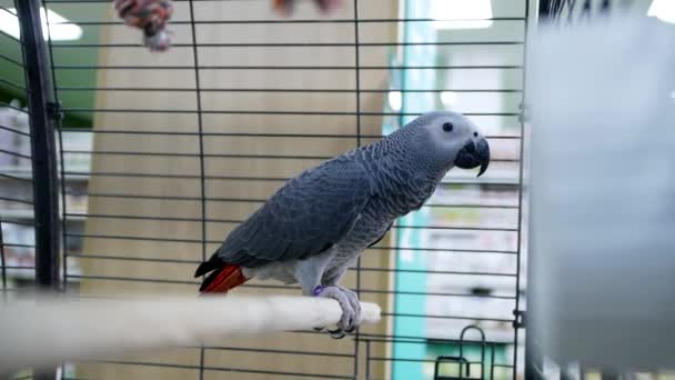 Close Video Shooting Beautiful Colorful Parrot Gray Sits Cage Pet — Stock Video