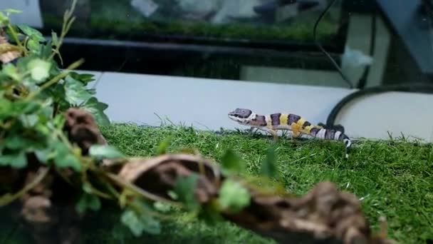 一个彩色爪子壁虎在宠物店或动物园的玻璃水族馆周围活动的特写视频镜头 野生型单头豹壁虎 — 图库视频影像
