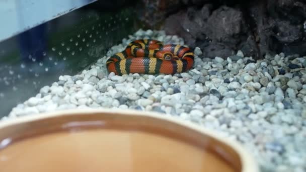 Striped King Snake Lies Coiled Terrarium Close Milk Snake Pet — Stock Video
