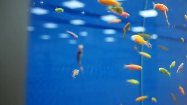 ペットショップや動物園で水族館のクローズアップ 多くのカラフルな小さな水族館の魚は 水の中で泳ぐ泡が上昇 — ストック動画