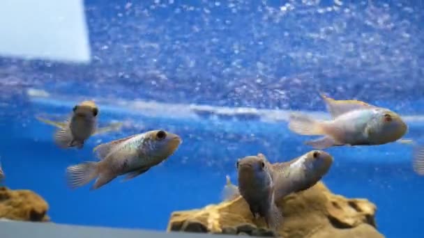 色の灰色と黄色の魚は美しい青の背景に対して水族館で泳ぐと 泡が上昇します ペットショップや動物園の水族館の閉鎖 — ストック動画