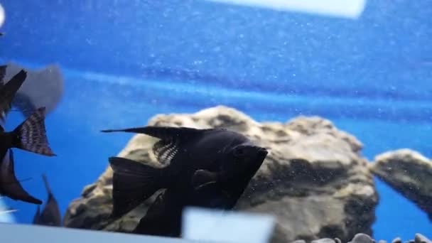 Ομάδα Μαύρων Ψαριών Κολυμπούν Στο Ενυδρείο Ένα Όμορφο Μπλε Φόντο — Αρχείο Βίντεο