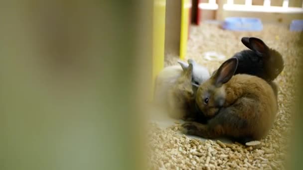 几只可爱的小兔子正坐在一个鸟笼里 宠物店或动物园里的老鼠 — 图库视频影像