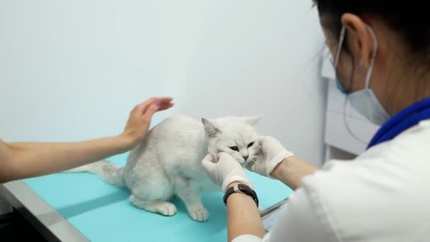 Djurläkaren Undersöker Sjuk Katt Djurklinik Förbereda Katten För Styling Veterinären — Stockvideo