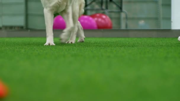 Професійний Обробник Собак Тренує Лабрадора Цуценя Хендлер Вчить Собаку Пет — стокове відео