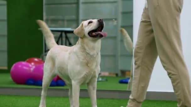 Profesjonalny Opiekun Psów Szkolący Szczeniaka Labradora Opiekun Uczy Psa Pet — Wideo stockowe