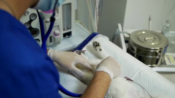 Filmar Perto Gato Sob Anestesia Mesa Cirurgia Hospital Veterinário Cirurgião — Vídeo de Stock