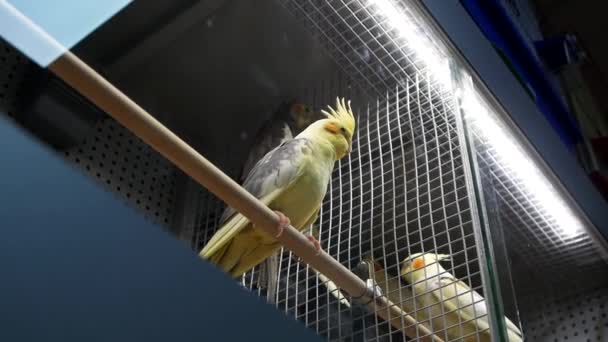 Close Video Shooting Beautiful Colorful Cockatiel Parrot Sits Cage Pet — Stock Video