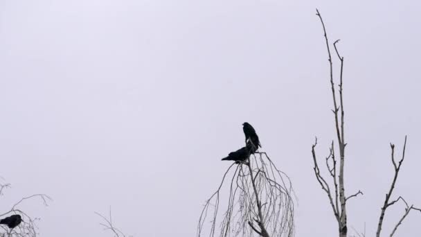 早春になると木々の上にカラスが群がる 葉のない木の鳥がたくさんいる 冬の木の上に集まって夜を過ごす — ストック動画