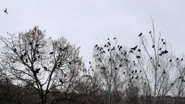 Bando Corvos Sentados Topo Das Árvores Início Primavera Muitos Pássaros — Vídeo de Stock
