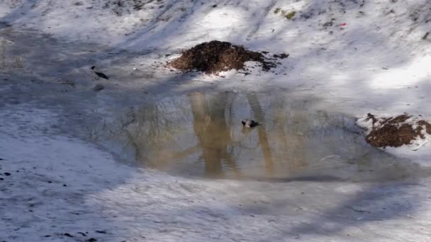 Corvos Magpies Tomam Banho Uma Poça Neve Derretida Início Primavera — Vídeo de Stock