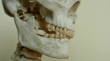 An educational model of the human skeleton demonstrated in a science class for students. Medical sciences, anatomical model of a human skull in a biology class. Human jaw and teeth.