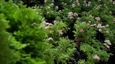 Many white and pink rose flowers in flowerpots. View of flower seedlings in the greenhouse