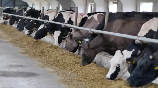 Muchas Vacas Están Establo Comen Heno Una Granja Grande Hora — Vídeo de stock