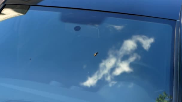 Вітрове Скло Автомобіля Пташиними Краплями Пташиний Пес Вікні Автомобіля — стокове відео