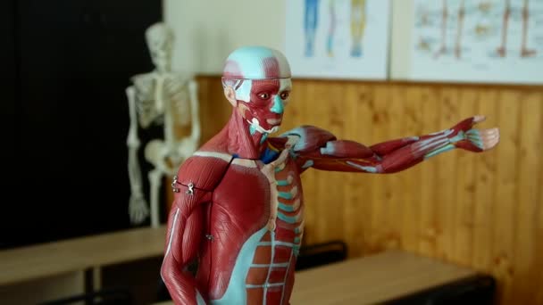 Menneskelig Anatomi Model Biologi Lektion Uddannelse Medicin Menneskelig Muskel Uddannelsesmodel – Stock-video