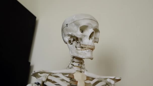 Educational Model Human Skeleton Display College Science Classroom Students Examine — Αρχείο Βίντεο