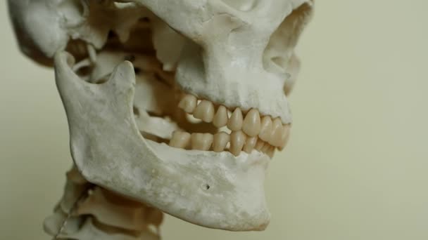 Educational Model Human Skeleton Demonstrated Science Class Students Medical Sciences — Vídeo de Stock