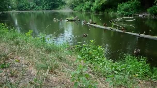 Wild Ducks Swim Peacefully Forest Pond Leaving Trail Water Trees — Vídeo de Stock