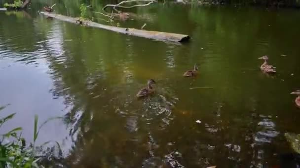 Wild Ducks Swim Peacefully Forest Pond Leaving Trail Water Trees — ストック動画