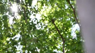 Concrete fence with barbed wire on a sunny day. A guarded building, prison or military base.