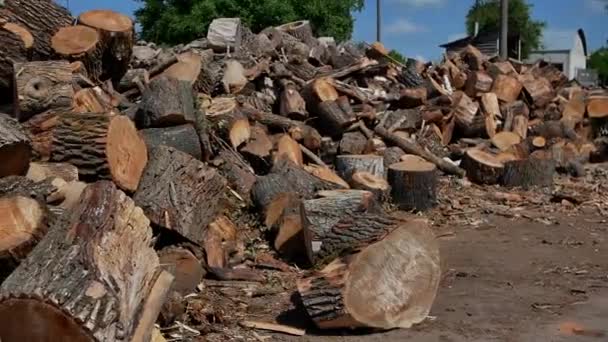 Big Pile Wood Firewood Summer Big Felled Chopped Sawed Tree — Vídeo de stock