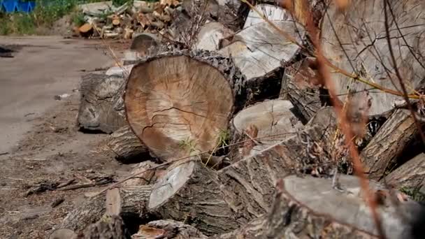 Big Pile Wood Firewood Summer Big Felled Chopped Sawed Tree — Stock video