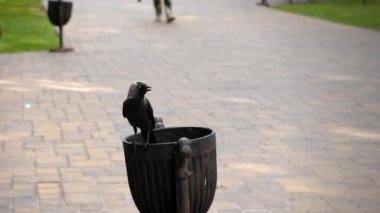 Ağır çekim. Siyah bir kuzgun ya da kale kuşu bir çöp tenekesine oturur ve etrafa bakar ve sonra şehir parkında insanların arka planına karşı uçar..