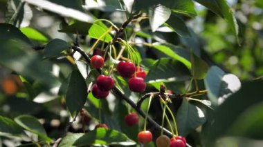 Olgun, sulu kirazlar güneşli bir yaz gününde bir dala tutunurlar. Kiraz ağacının yaprakları arasında kırmızı meyveler.