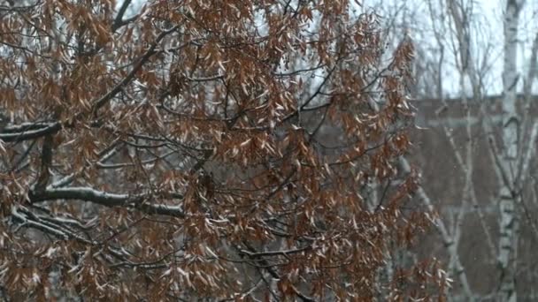 Początek Zimy Pierwsze Płatki Śniegu Opadają Tle Drzew Suszonymi Liśćmi — Wideo stockowe