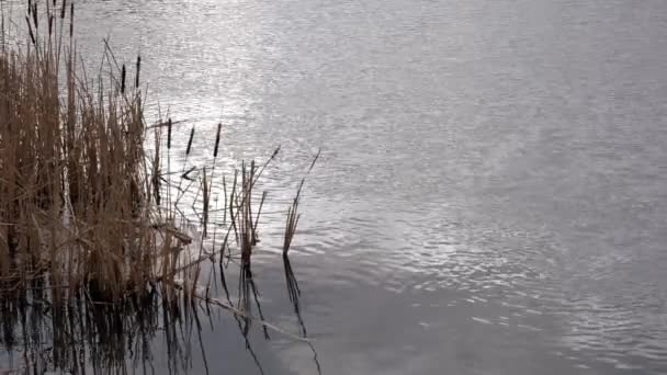 春天的河流景观 河流和干枯的河草芦苇清澈清澈的山水 阳光反射在水面上 天空在水中的反光 — 图库视频影像