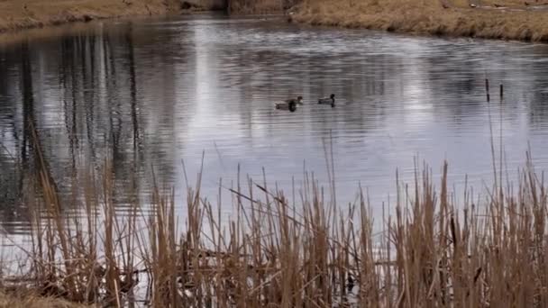 Качки Плавають Весняному Озері Або Річці Мігруючі Птахи Повернулися Після — стокове відео