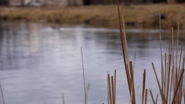 Wiosenny Krajobraz Rzeki Rzeka Nieostra Wybiórczy Nacisk Suchą Trawę Rzeczną — Wideo stockowe