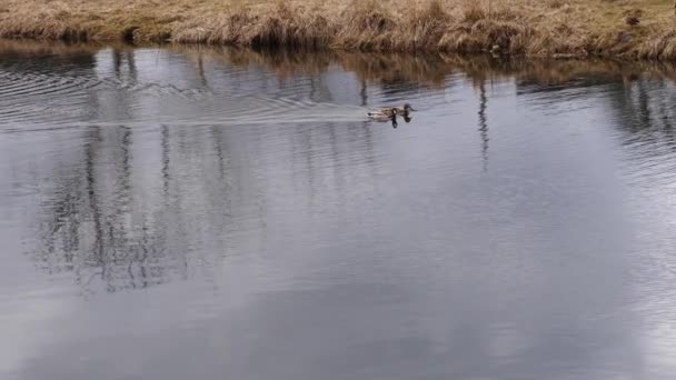 Kaczki Pływają Wiosennym Jeziorze Lub Rzece Ptaki Wędrowne Wróciły Zimie — Wideo stockowe