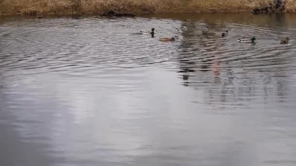 春天的一天 人们在城市湖里喂鸭子 一个家庭在水里倒入面包供在河里游泳的鸟儿用的倒影 — 图库视频影像