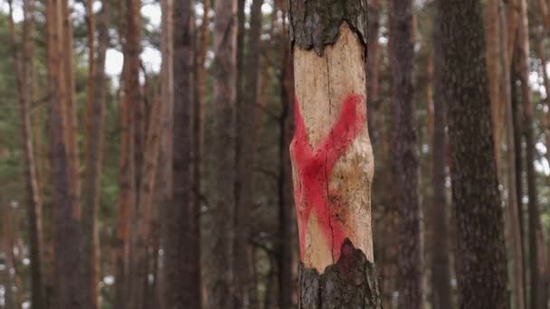 Chorobliwie Czerwony Ślad Drzewie Które Trzeba Ściąć Lesie Leśnictwo Przygotowanie — Wideo stockowe
