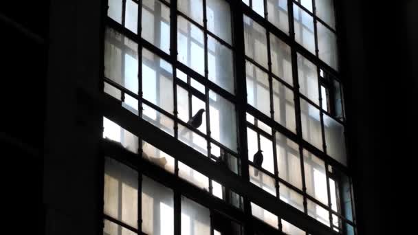 ピジョン鳥は放棄された建物の大きな古いステンドグラスの窓に座っています ガラスが壊れ ウィンドウ上のバックライトに鳥のシルエット 劇的な場面 — ストック動画