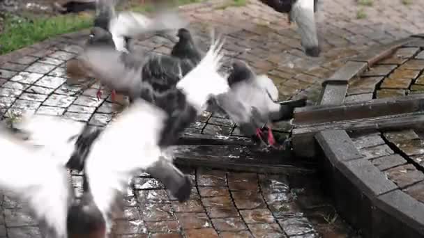 Super Slow Motion 150Fps Gros Plan Troupeau Pigeons Volants Groupe — Video